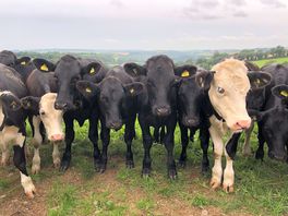 Farm walk