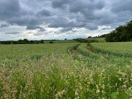 Field walks