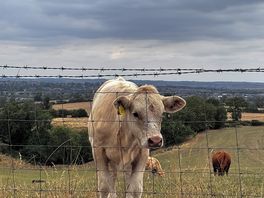 The cows are very friendly and come up to the fence to meet you , was a very endearing experience.