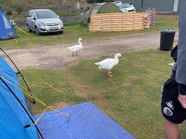 Friendly geese
