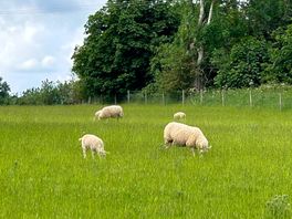 Sheep in the next field