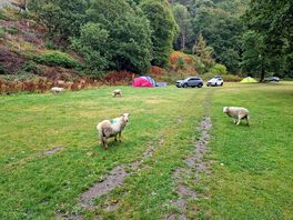 Woke up to sheep about