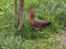 Chickens, one of the many animal views.