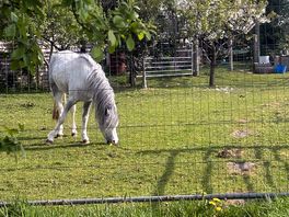 Horses on site