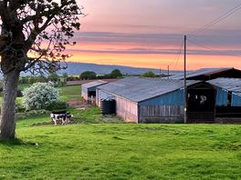 Cows in the lower field