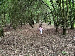 Magical woodland