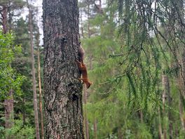 Red squirrel on site.
