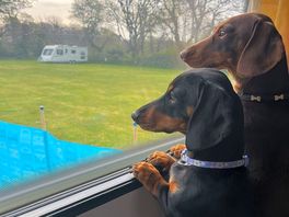 Even dogs approved of this dog friendly campsite