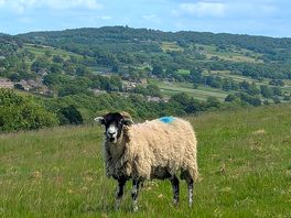 Friendly local