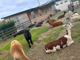 Friendly alpacas