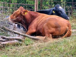 Cows in the field just across the dyke on the sunday morning