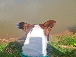 Dog friendly and lovely area