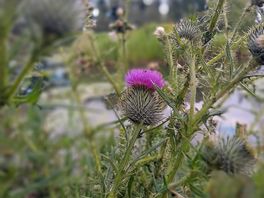 Beautiful wild flowers.