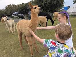 This is how close you can be with the alpacas