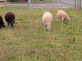 Animals appear well looked after
