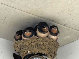 It was a joy watching these birds grow and leave the nest. they were next to the family room.