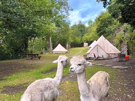 Alpacas