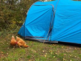 Morning greetings from chickens