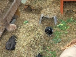 The little guinea pigs on site