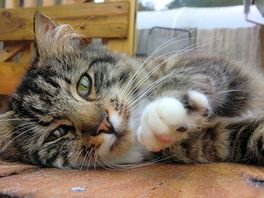 Fluffy the cat
