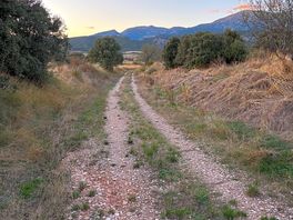 Cart path through the grove