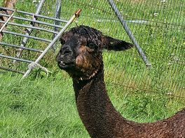 Alpaca