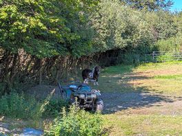 Pony at site