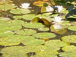 Lillies in the pond.