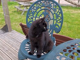 Lily, the characterful and very friendly cat.