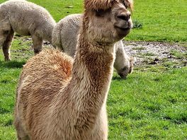 Alpaca