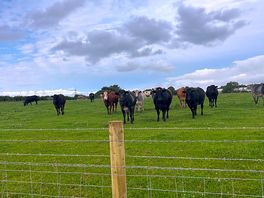 Cows