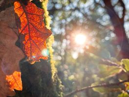 Nature at the camping