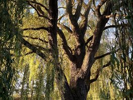 Willow tree just outside willow’s door.