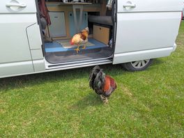 Unexpected visitors - hens and a bossy cockerel inspecting our van.