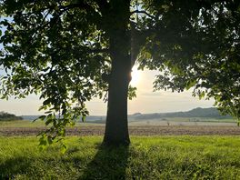 We pitched our tent in the shade of a walnut tree.