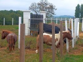Ponies and donkeys outside the site