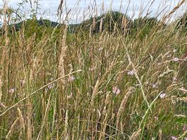 Wild flowers