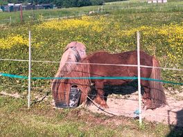 The lovely shetland ponies!