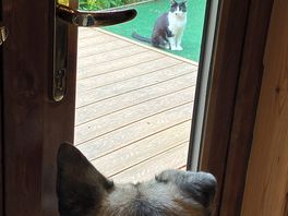 Campsite cat taunting the dog 😁