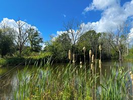 Pond