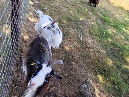 Funny goats