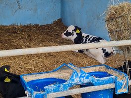 Cows