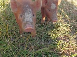 The free roaming piglets...the kids livved them