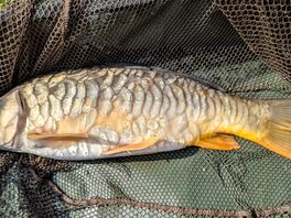 Average size catch, healthy 🐟