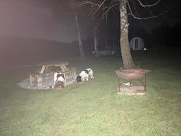 Dogs enjoying life
