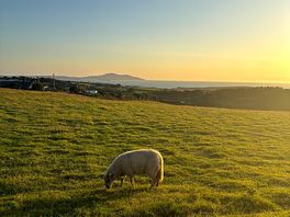 Welcome by the sheeps!