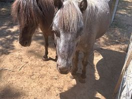 Tiny ponies at the camp
