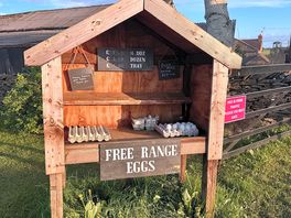 Eggs for sale