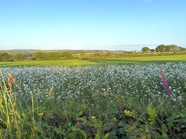 Walking through the fields via the dirt path from the site