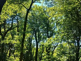 Beautiful woodland